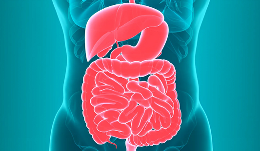 The Benefits of Probiotics for Gut Health What You Need to Know  The Fortune Tales